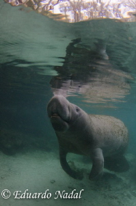 manatee 4 by Eduardo Nadal 